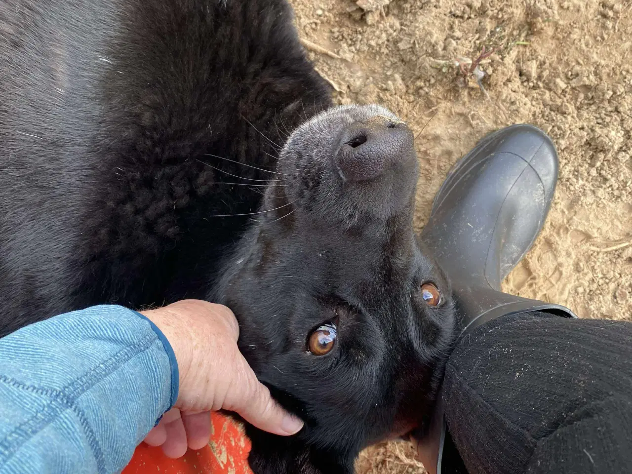 Billede 6 - Smukkeste Dio søger familie 💙