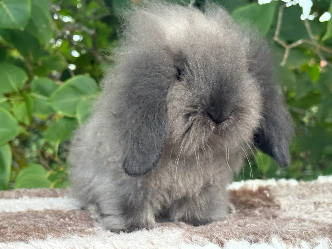 Billede 6 - Mini lion lop