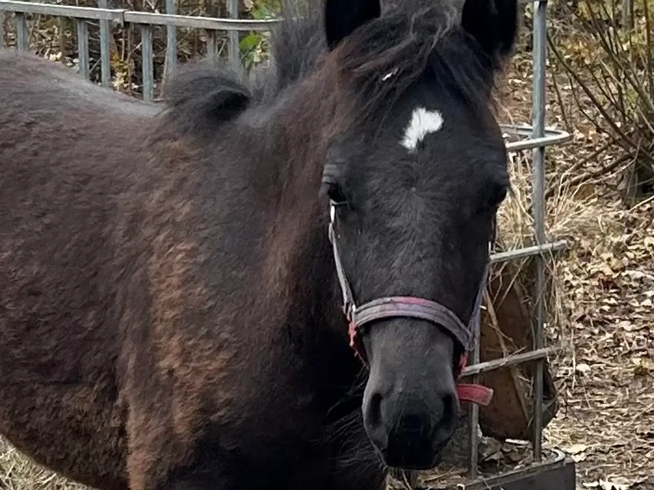 Billede 3 - Skønt Fell pony hingsteføl