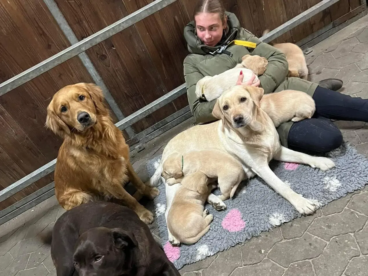 Billede 1 - Fantastiske Labrador og Retriver hvalpe 