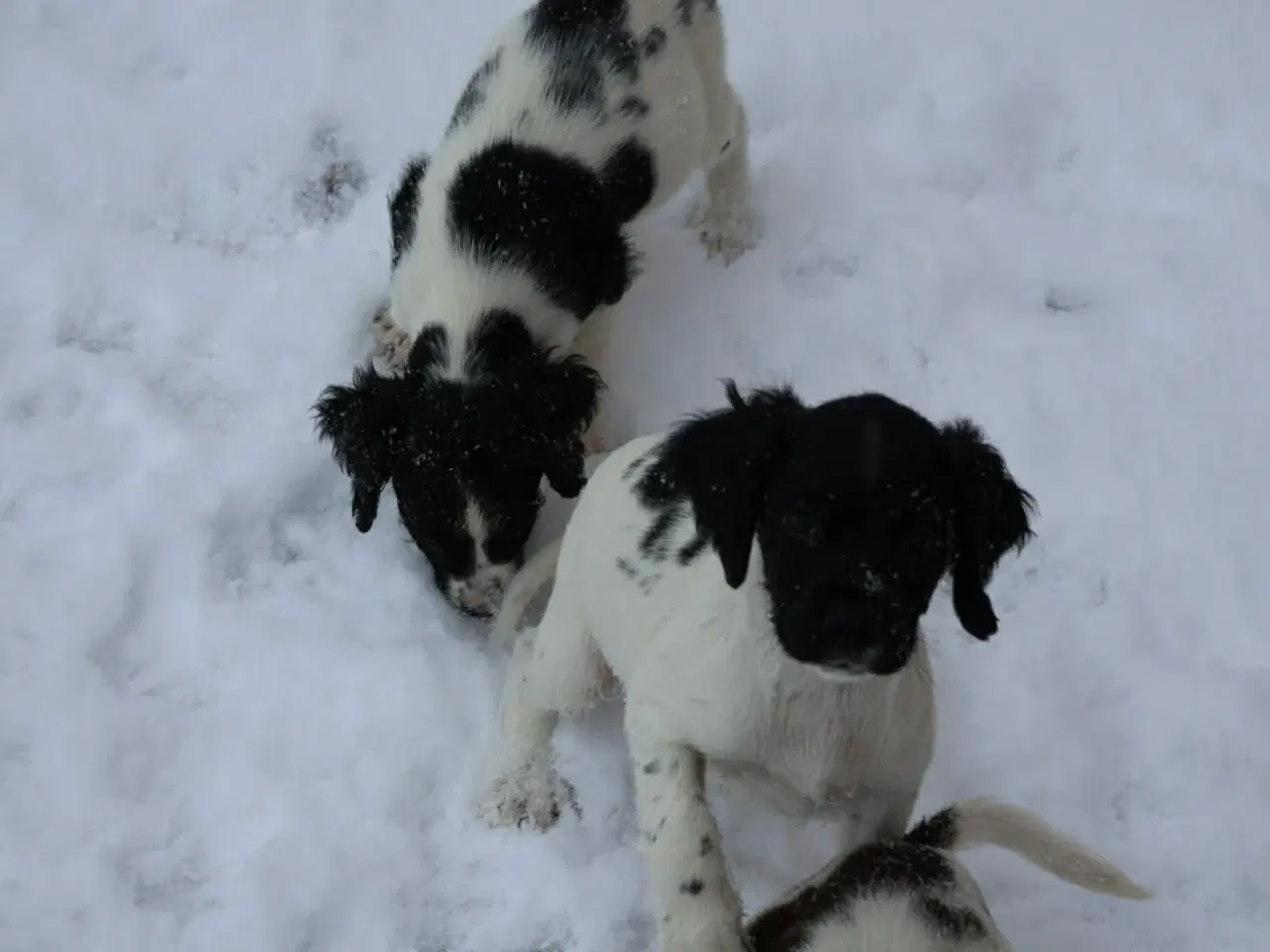 Billede 2 - Springer spaniel hvalp 