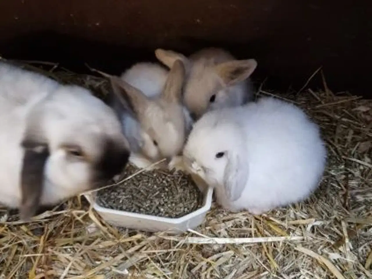 Billede 3 - Minilop unger