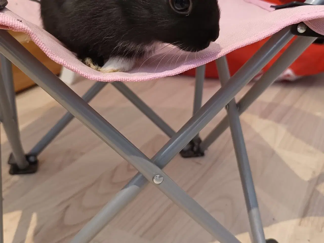 Billede 7 - Små søde dværgkaniner / mini kaniner