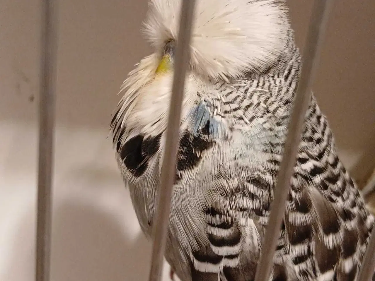 Billede 5 - Engelsk undulat han 