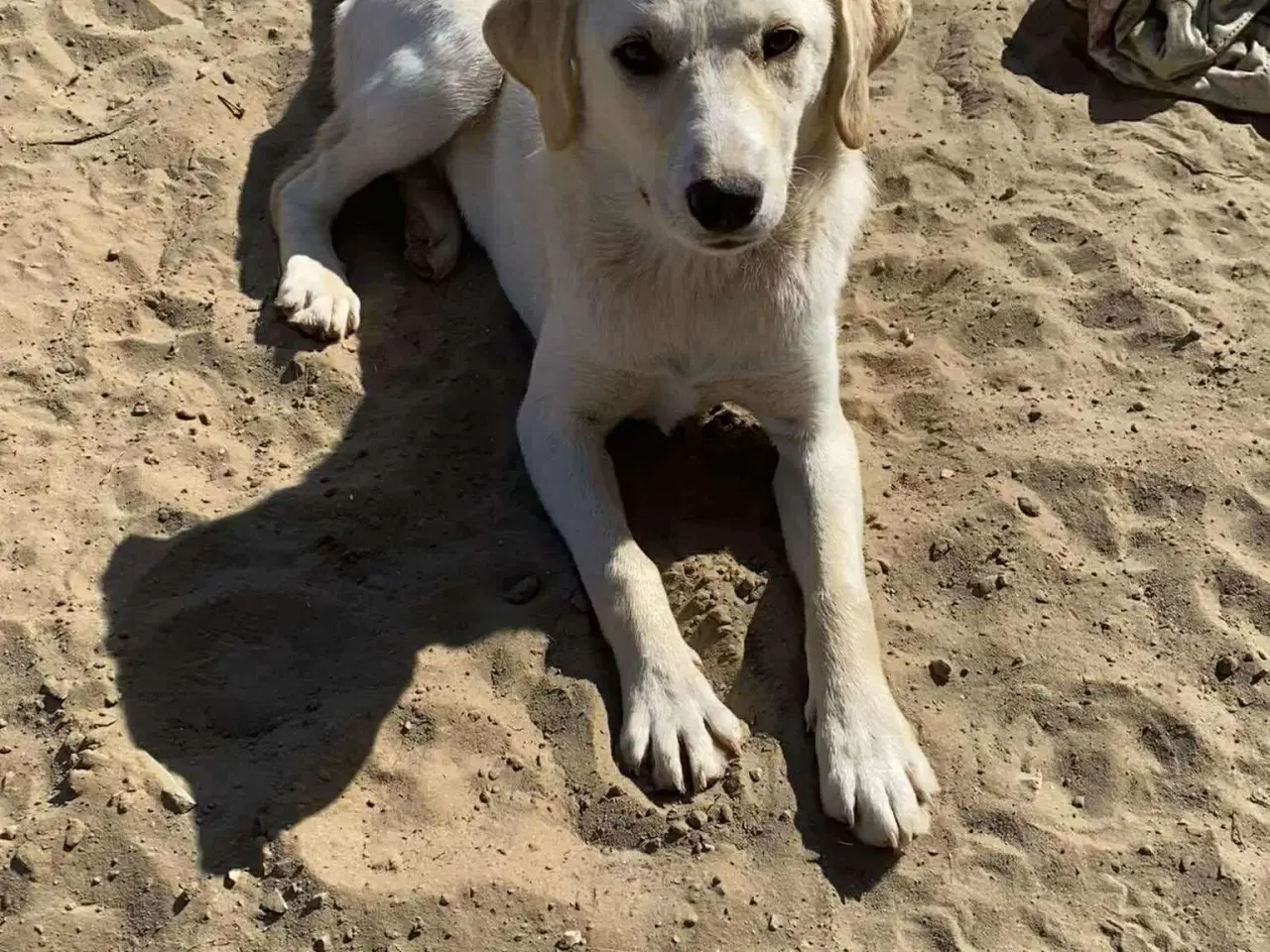 Billede 6 - Labrador mix søger hjem