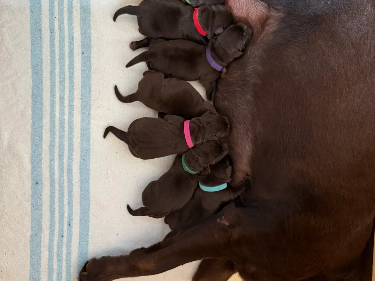 Billede 1 - Brune Labrador hvalpe