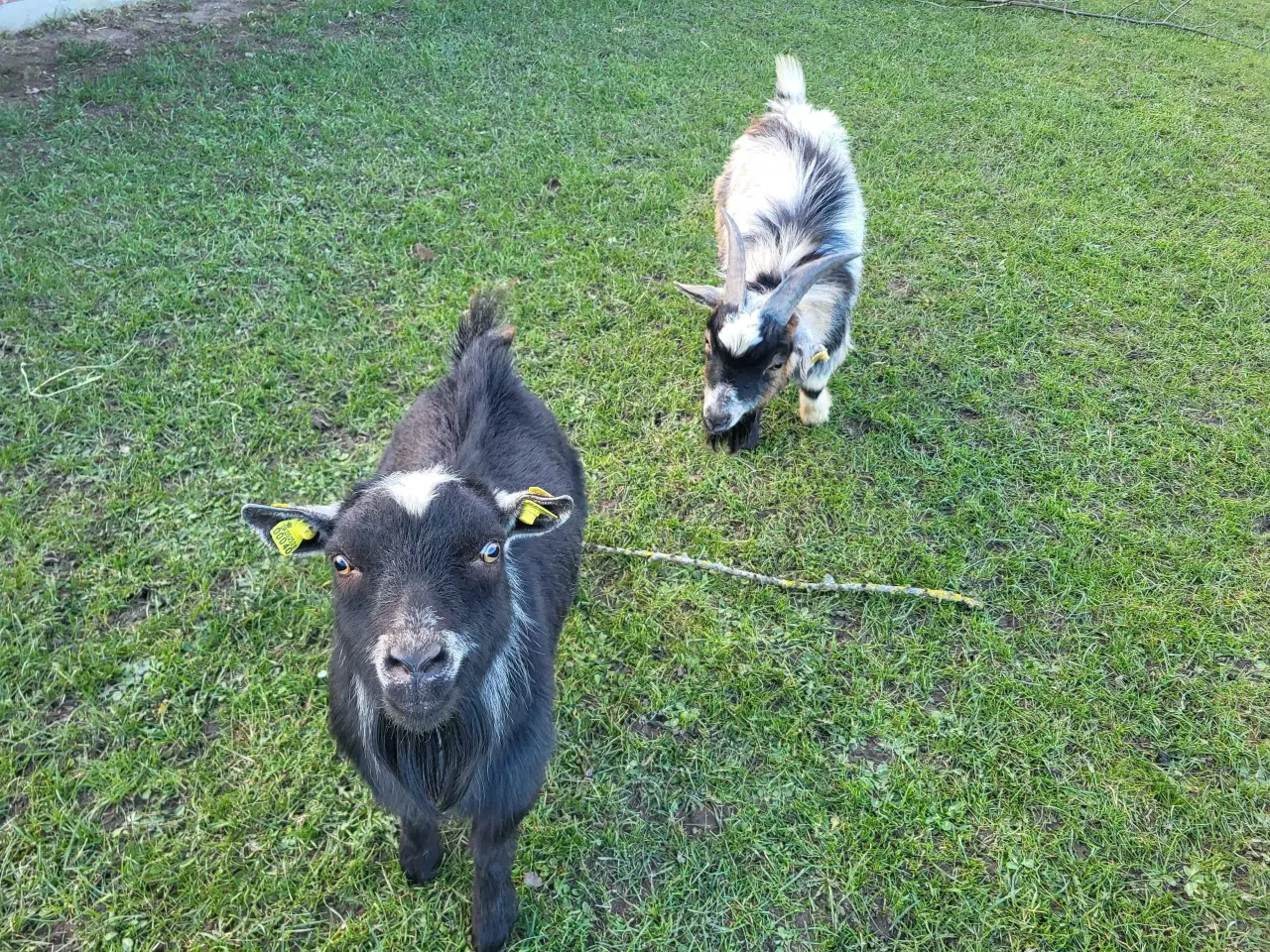 Billede 1 - Små dværggeder