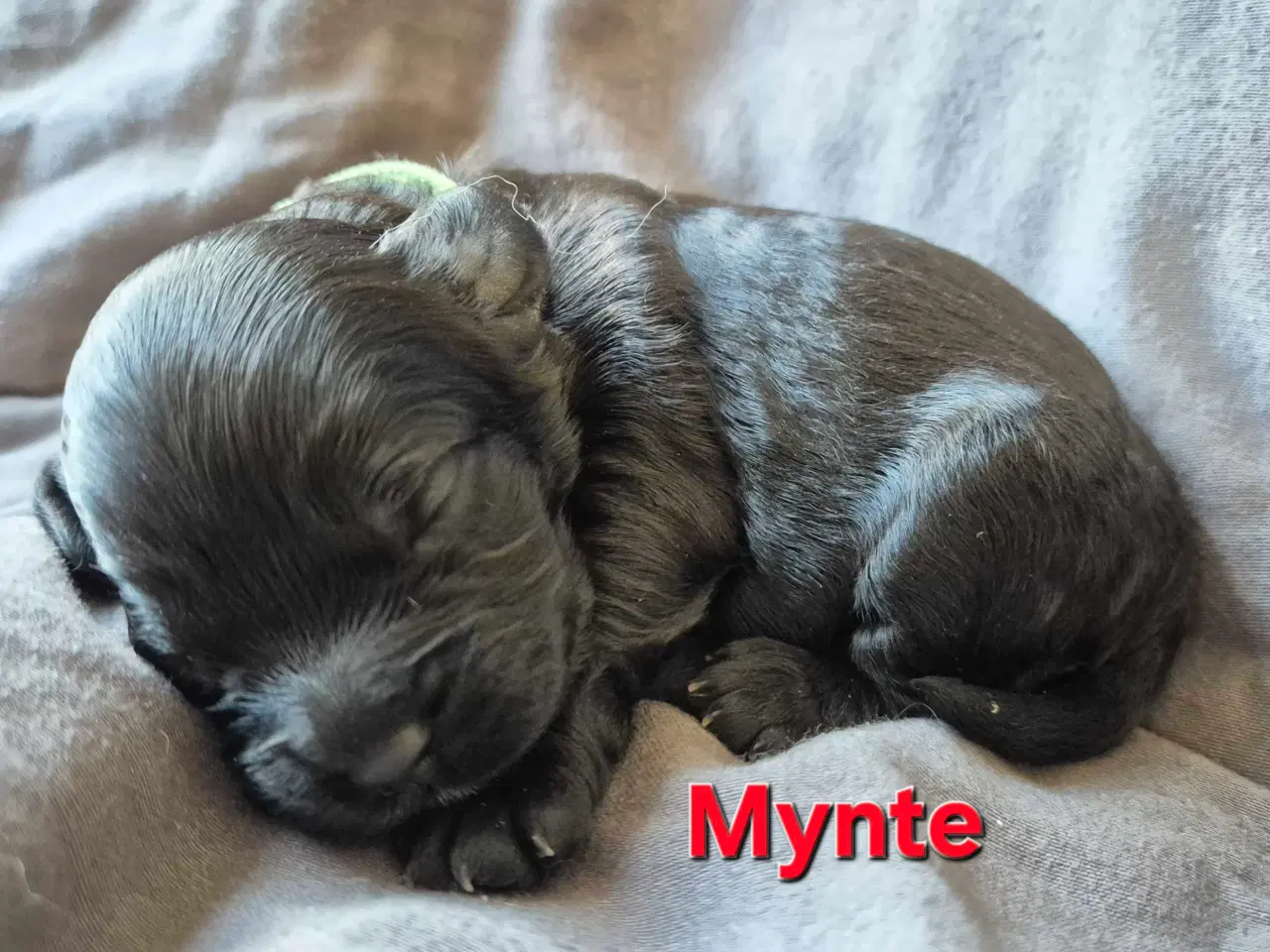 Billede 2 - Mini cockapoo f1B