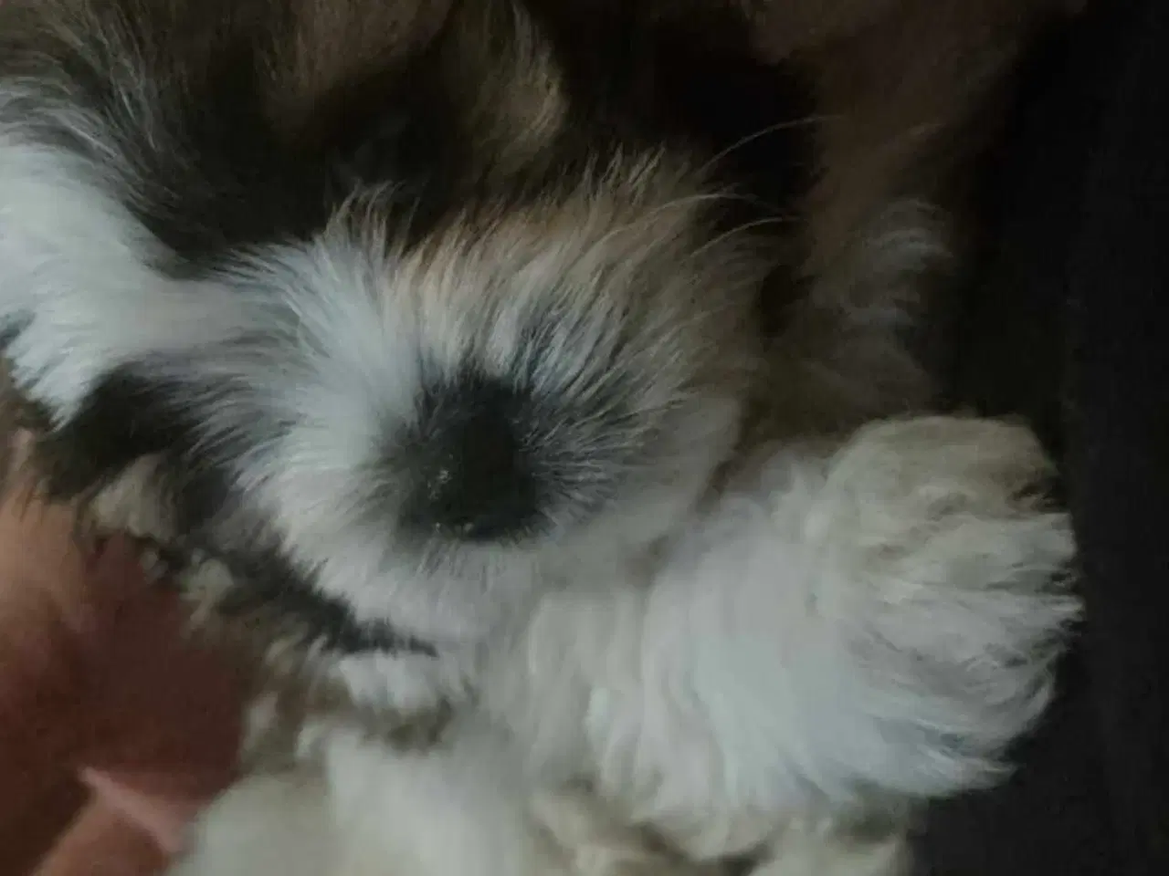 Billede 16 - Smuk dreng tilbyder parring