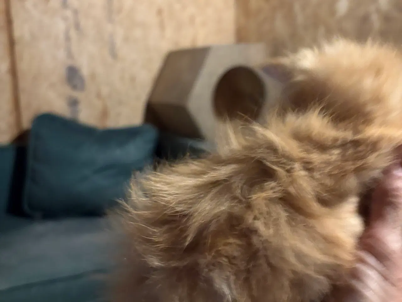 Billede 10 - Dejlige smukke og flotte