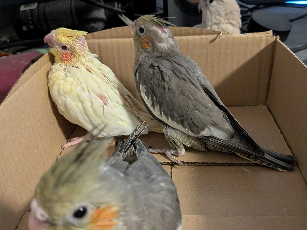 Billede 5 - Nymfeparakit unger 