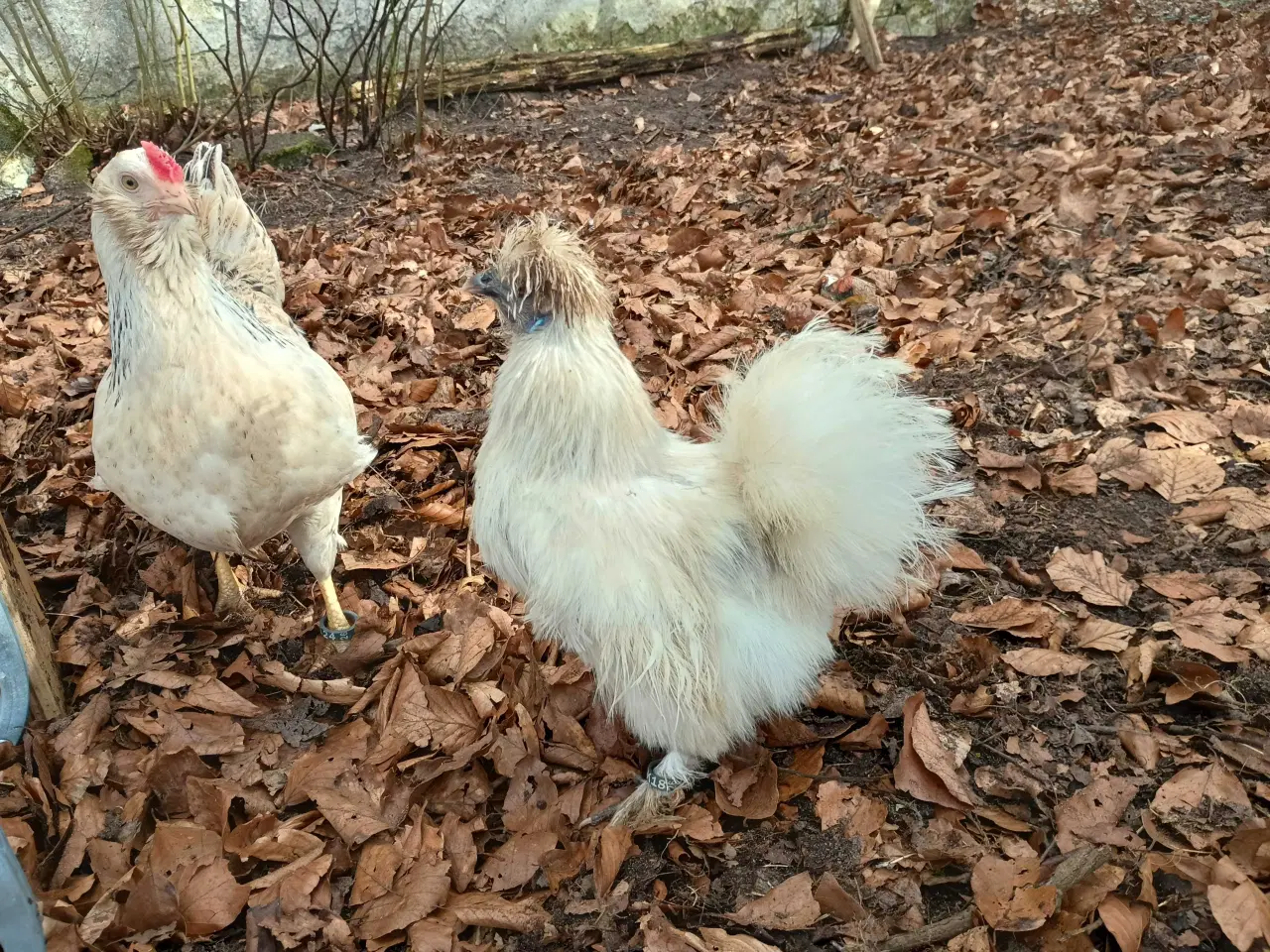 Billede 4 - Dværge silkehøns høner 