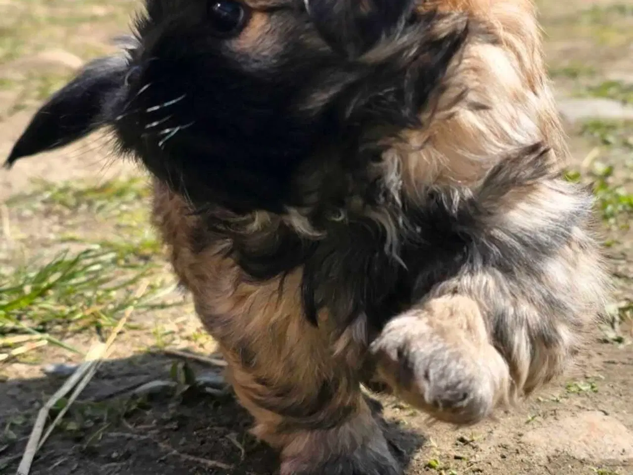 Billede 6 - Cody og Coco 