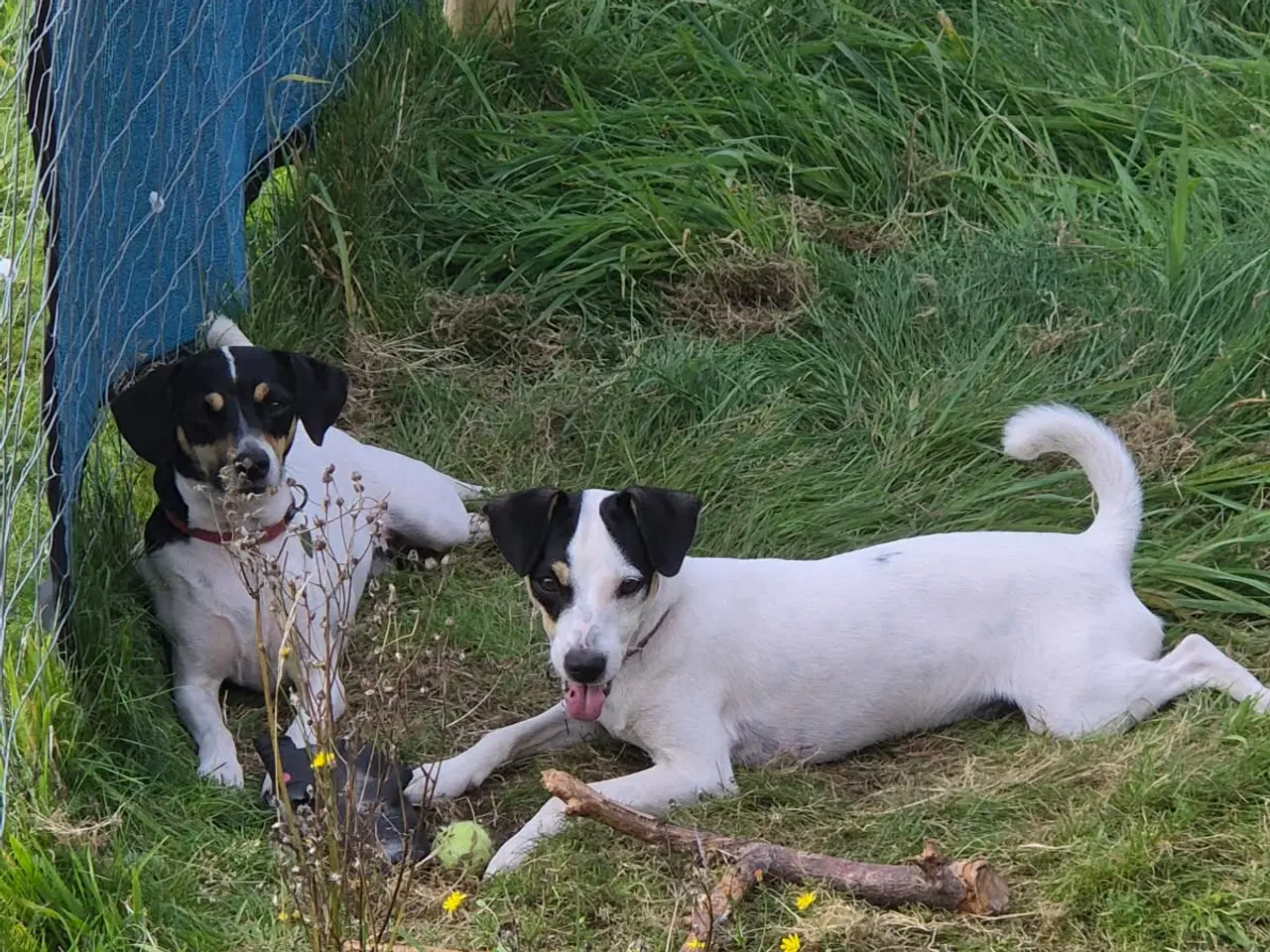 Billede 2 - Dansk svensk gårdhund sælges