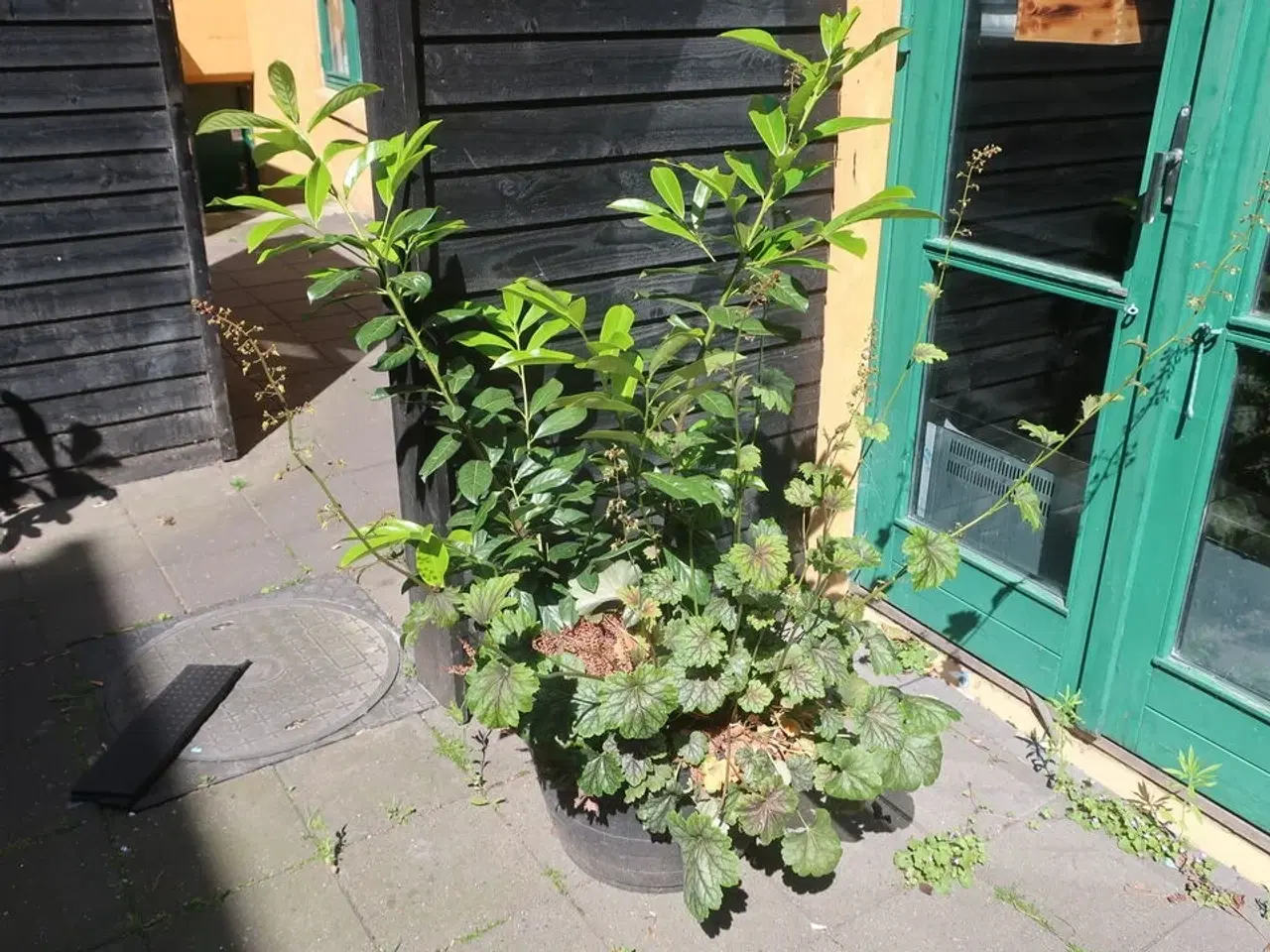 Billede 3 - Plante
