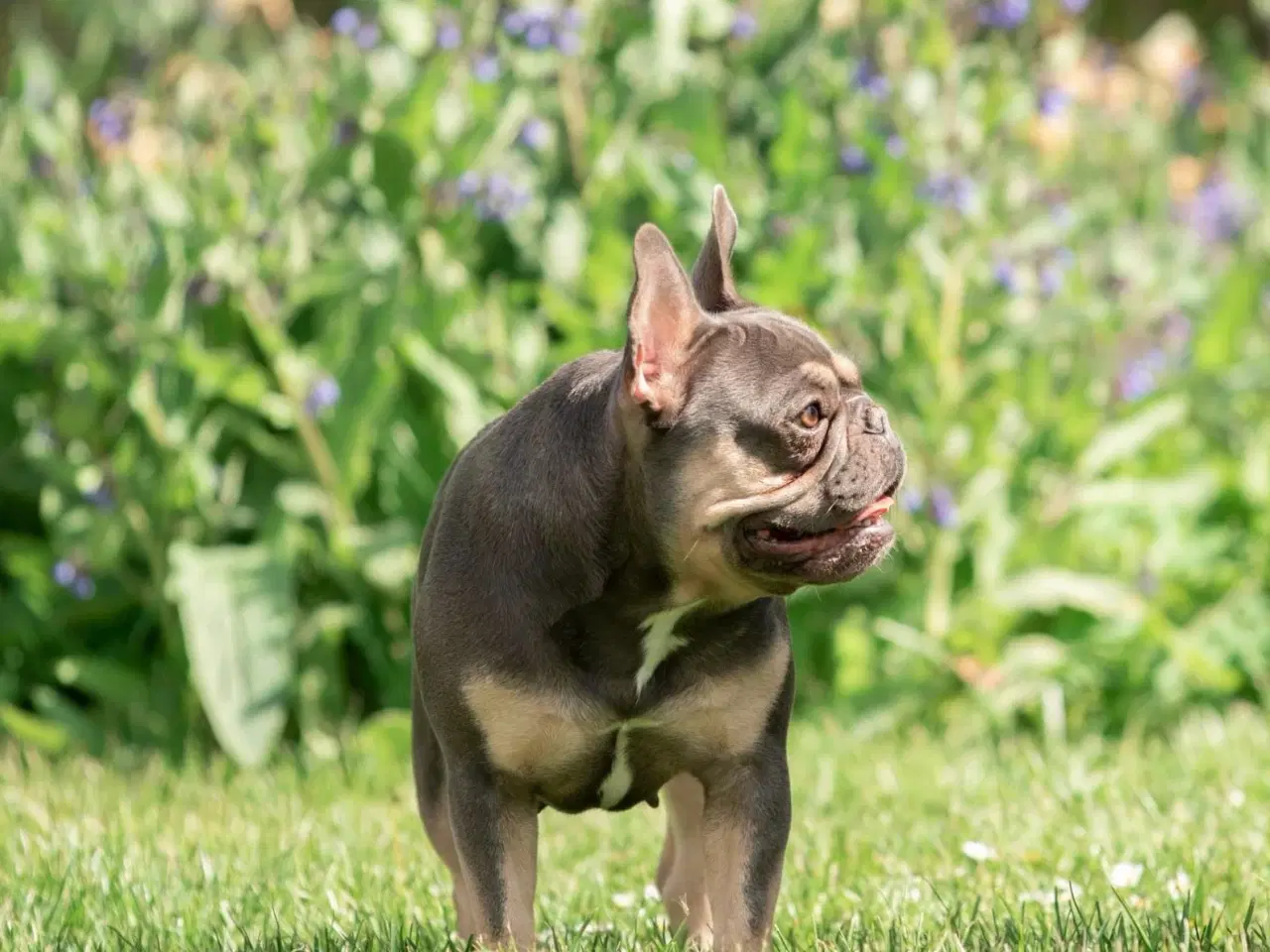 Billede 4 - Fransk bulldog tæve søger nyt hjem