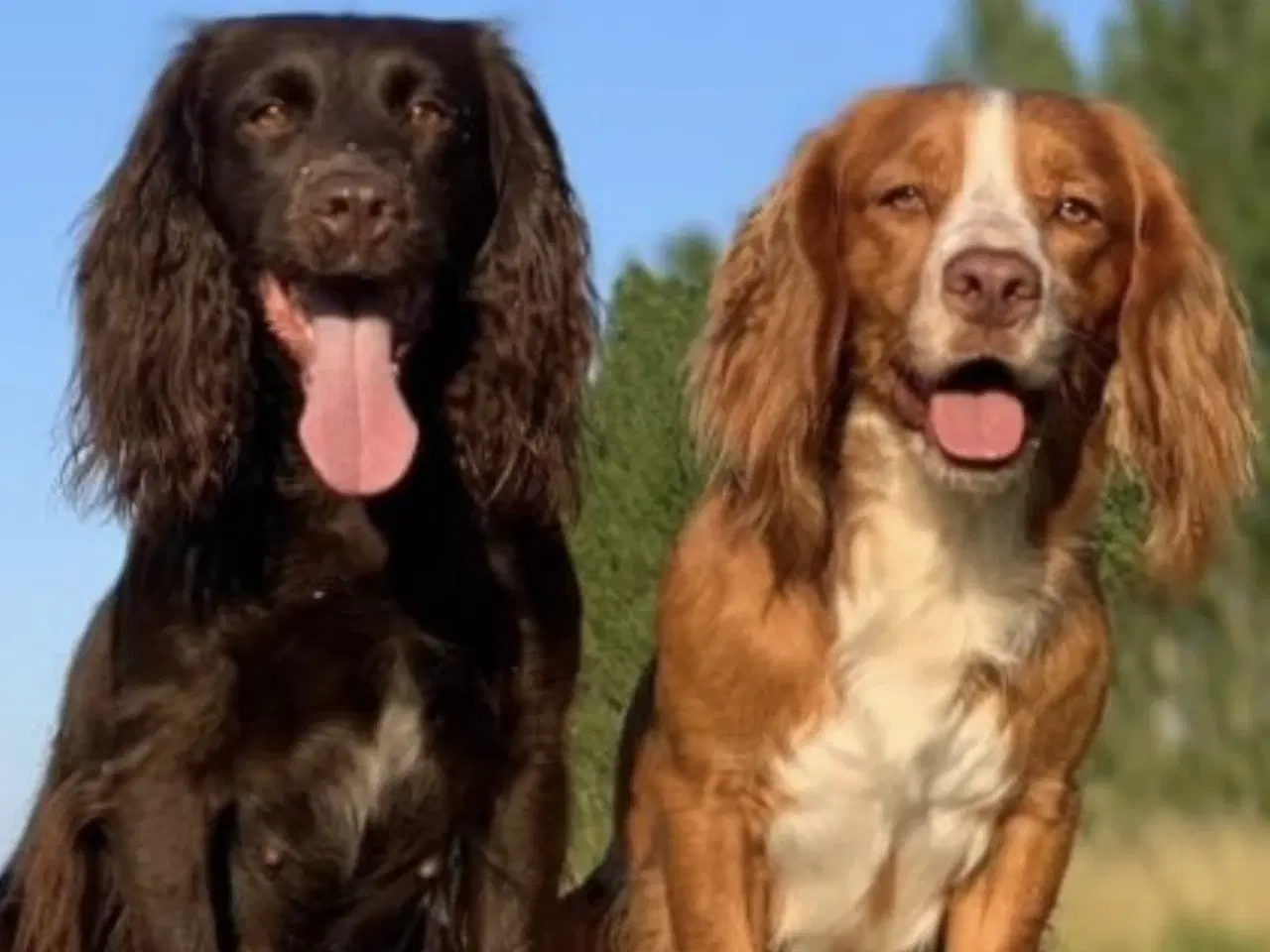 Billede 7 - FT Cocker Spaniel tæve