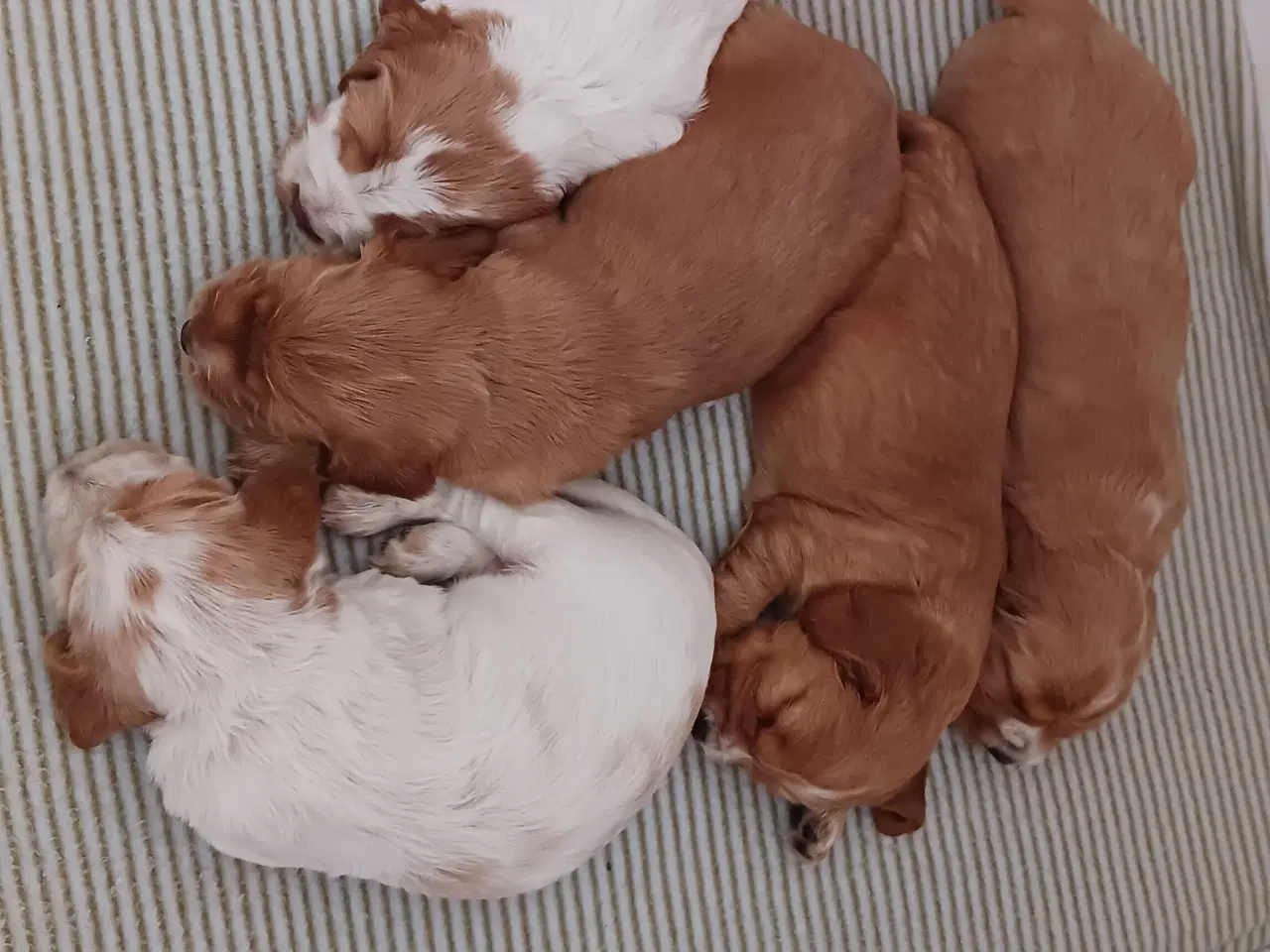 Billede 1 - Cocker spaniel hvalpe