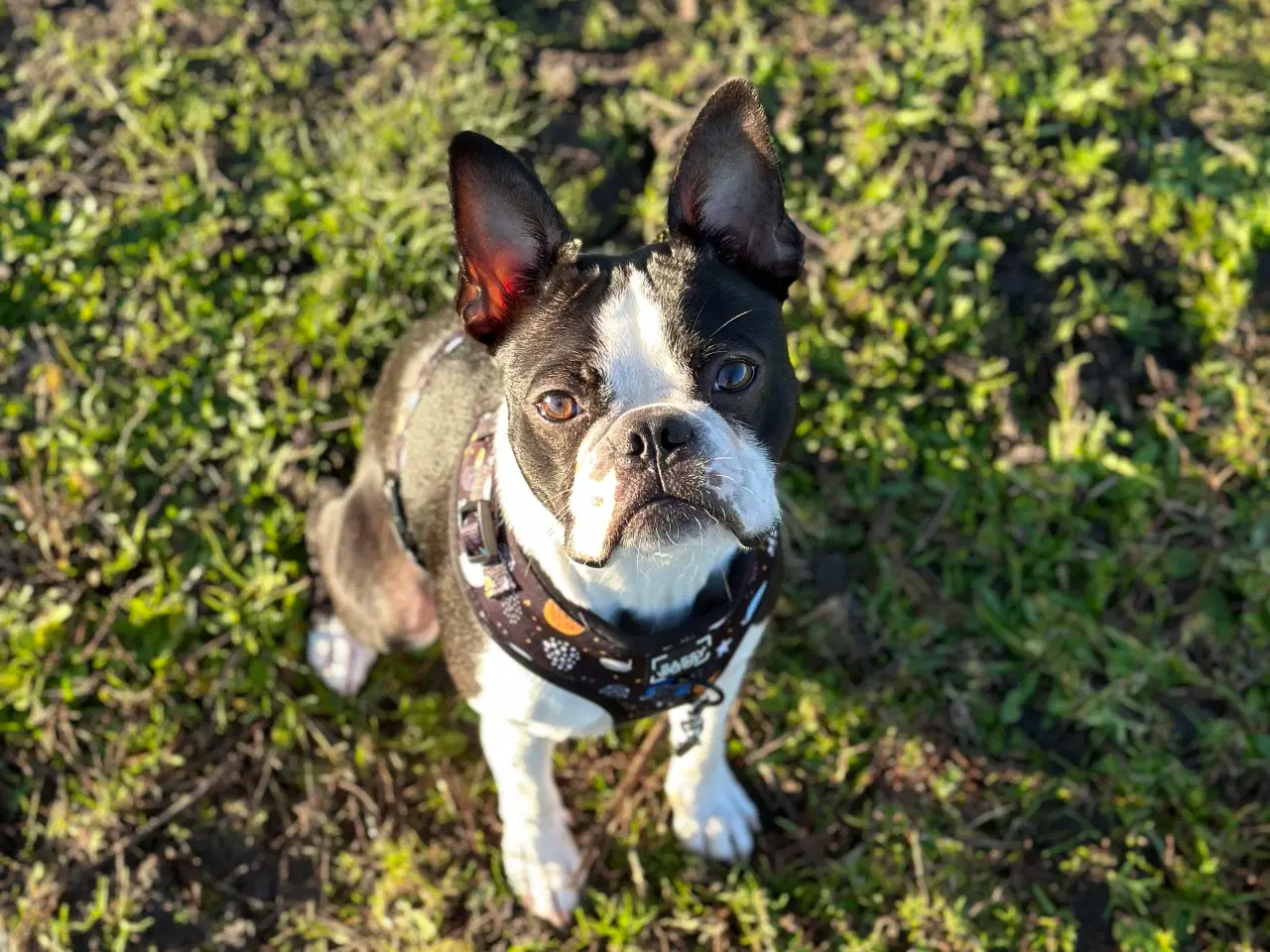 Billede 5 - Boston terrier