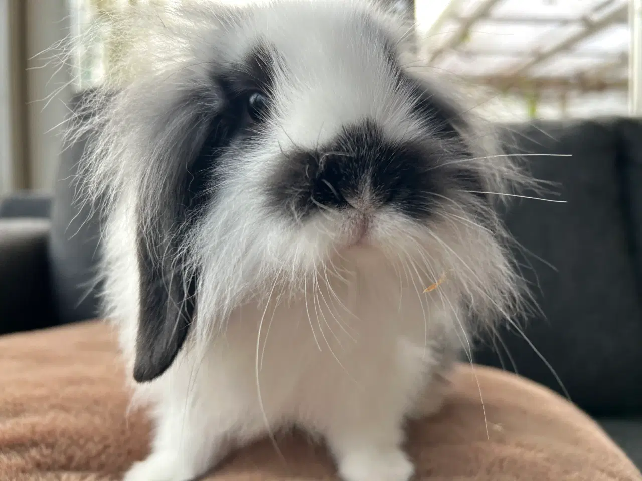 Billede 9 - De sødeste kaninunger søger nyt hjem