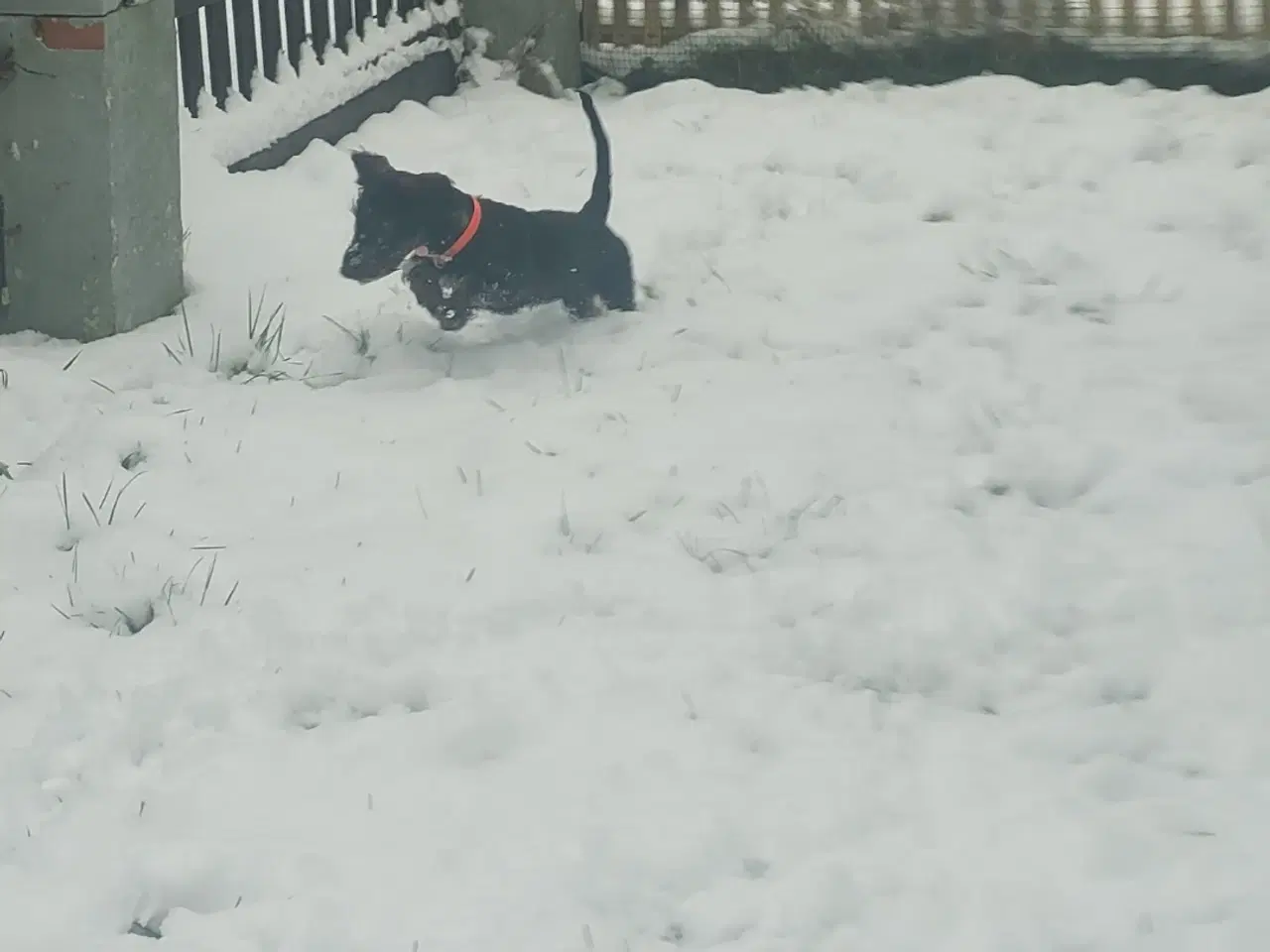 Billede 1 - Gravhund bl dansk svensk tæve 8 mdr