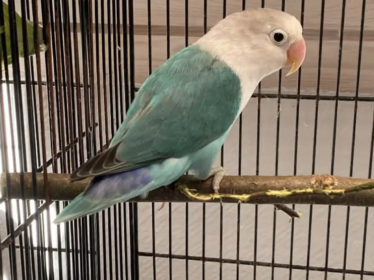 Billede 2 - Dværgpapegøjer 