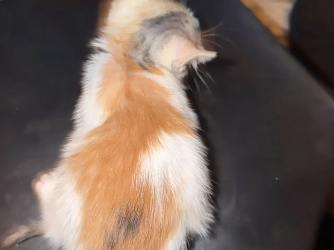 Billede 5 - Søde kælen katte killinger