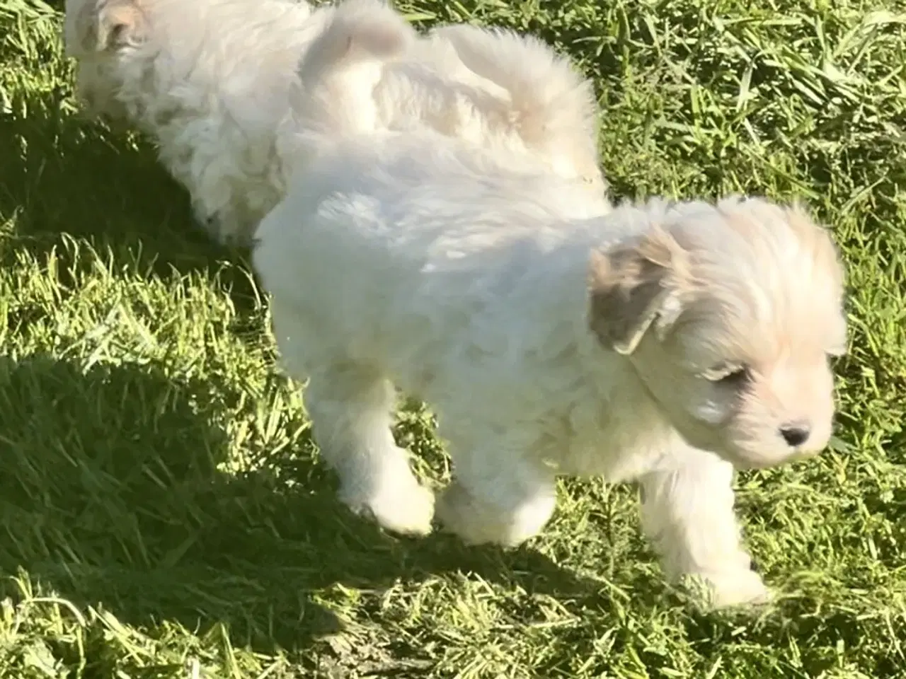 Billede 8 - Blandingshvalpe Malteser / Shih Tzu