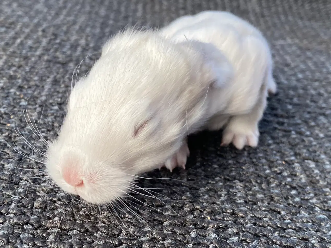 Billede 1 - FRANSK VÆDDER HAN SCHWARZGRANNEN