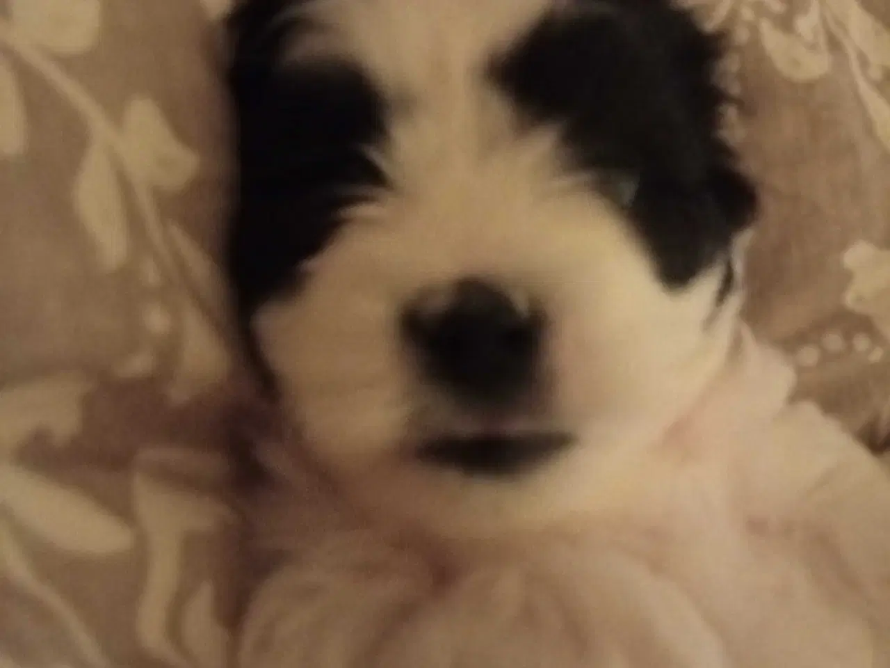 Billede 9 - Cotonese Hvalpe 