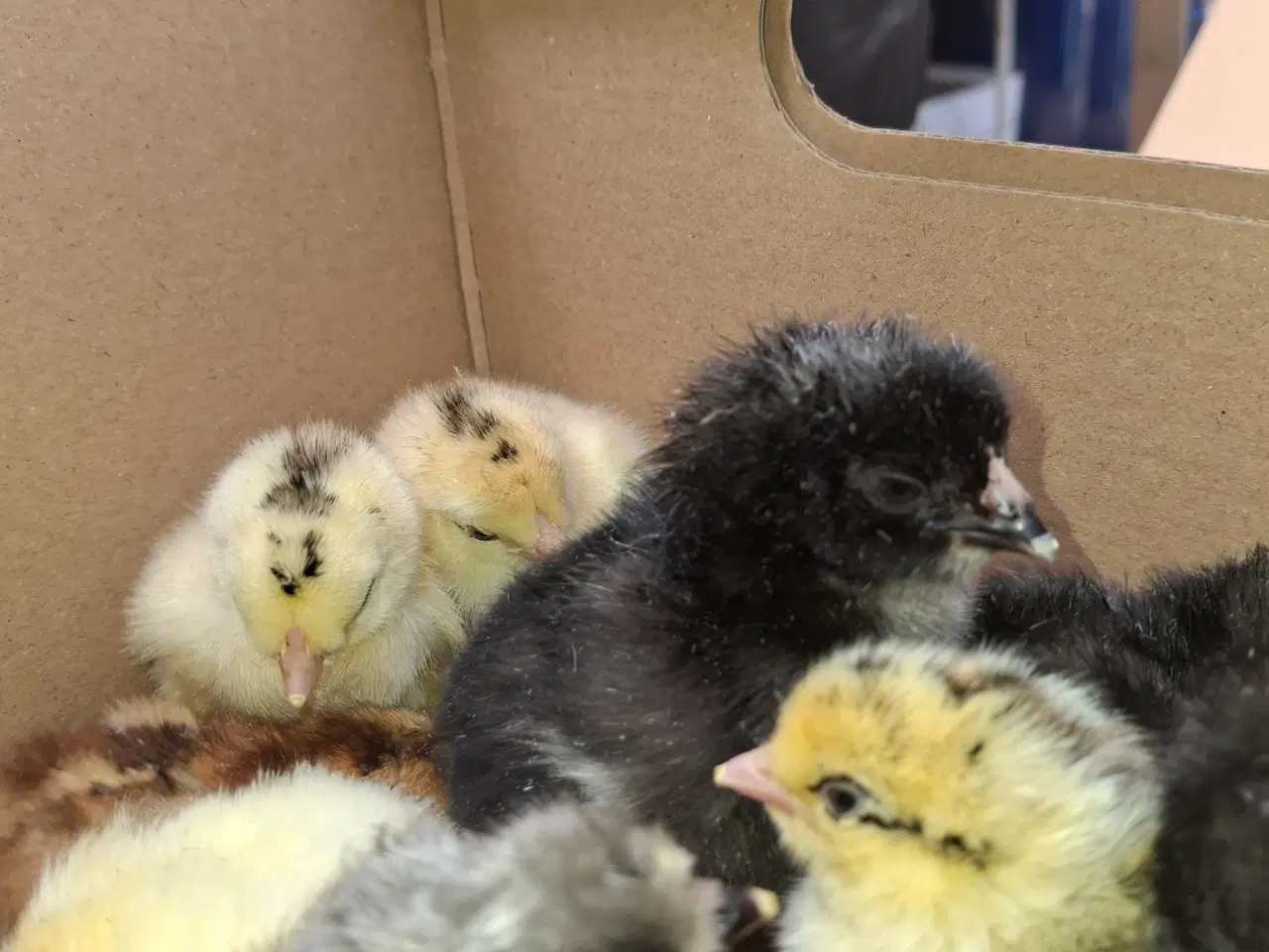 Billede 2 - Daggamle kyllinger