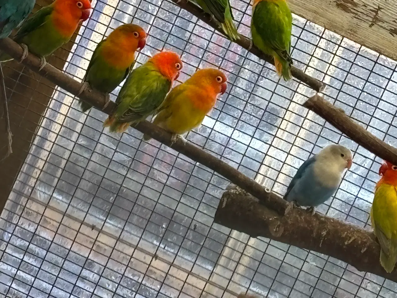 Billede 5 - Rødhovedet dværgpapegøje opalin