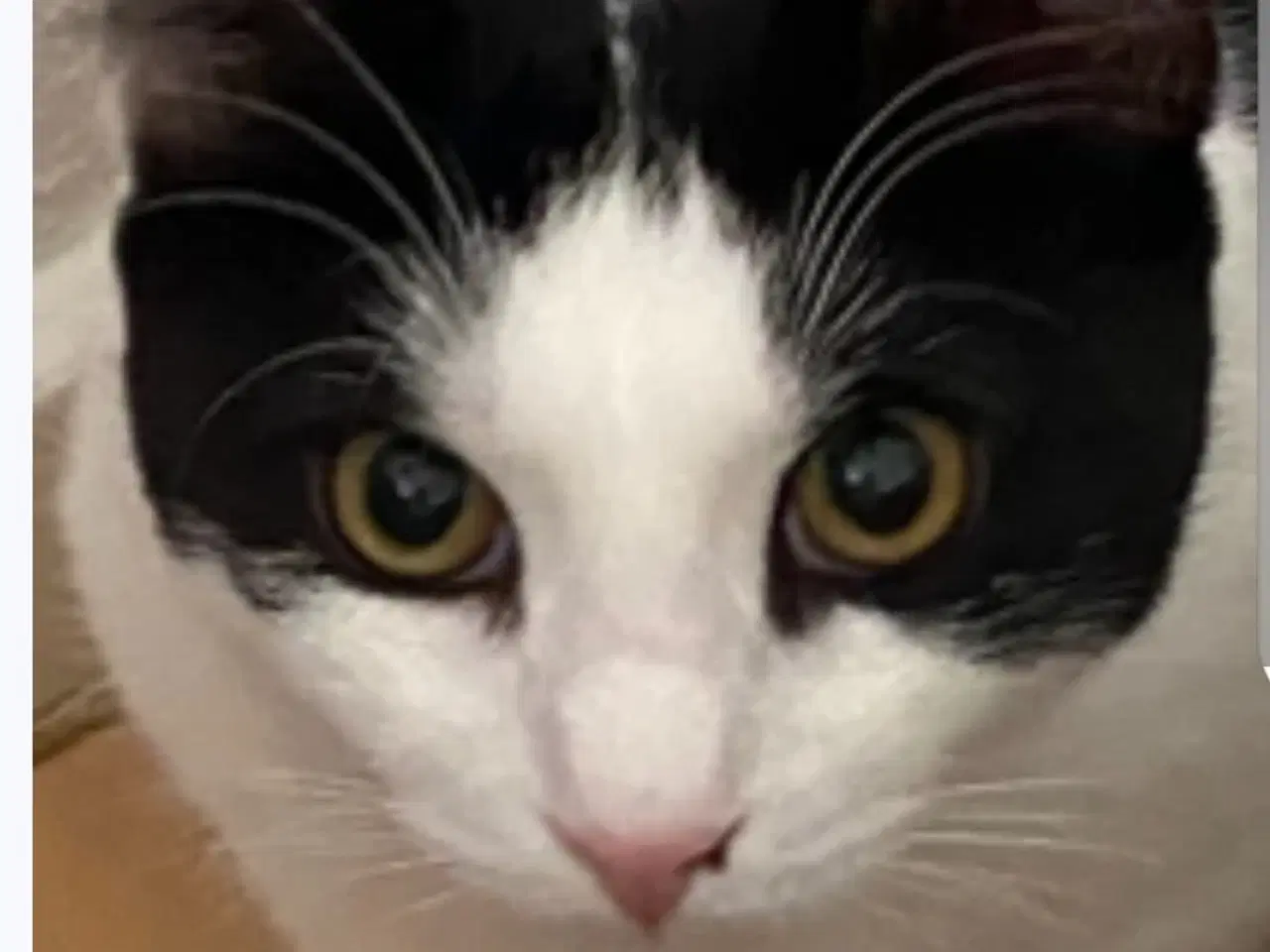 Billede 5 - Weise søger nyt hjem hvor han kan være ude og inde