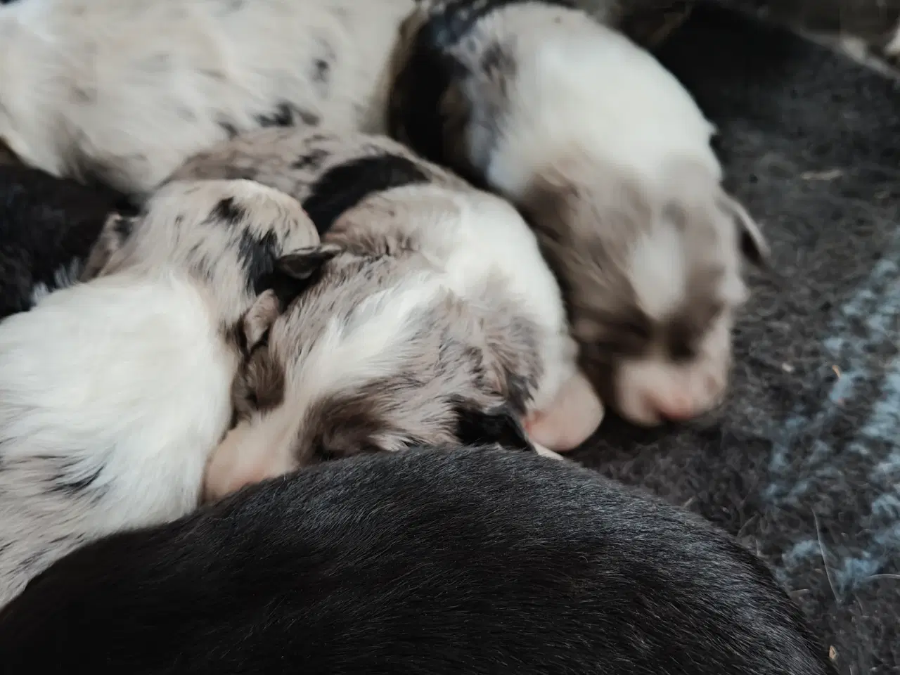 Billede 4 - Sødeste Border collie hvalpe