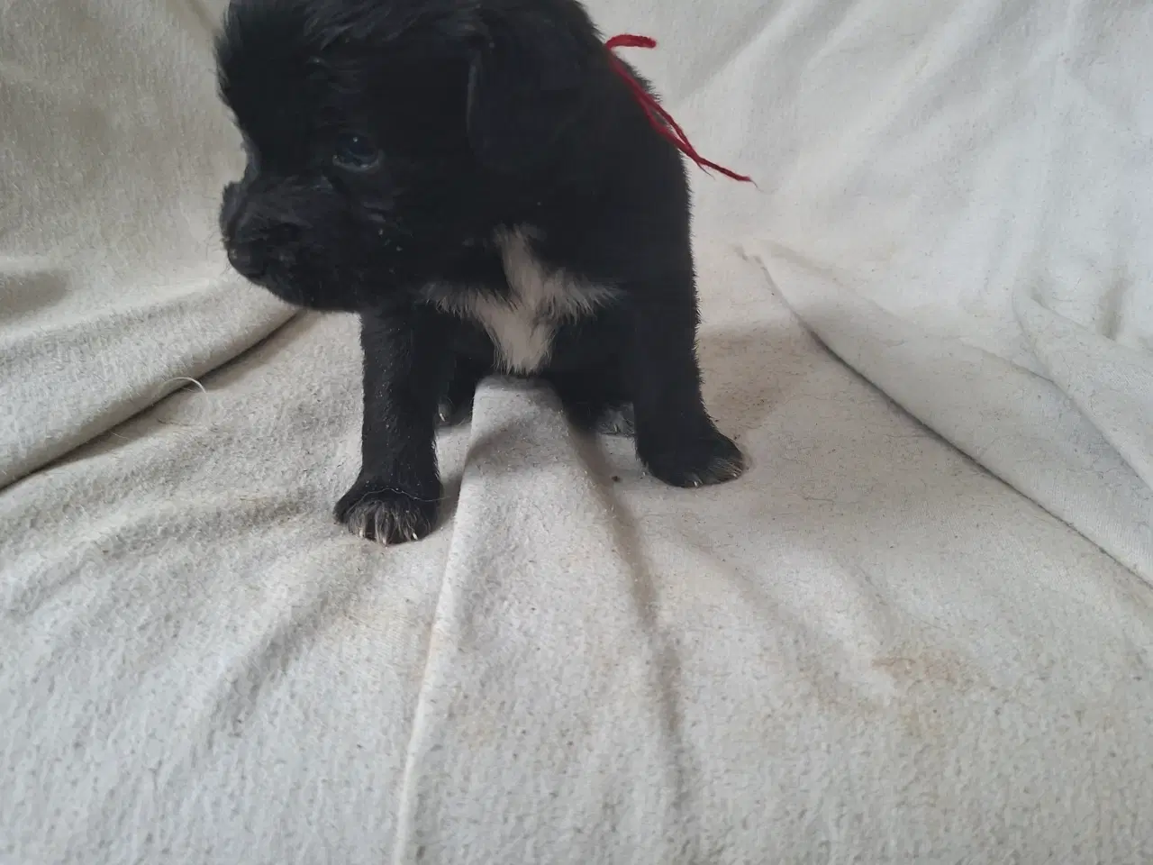 Billede 1 - Skøn familie hund blanding 