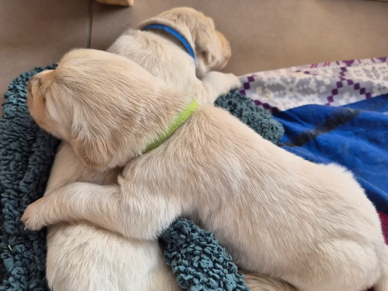 Billede 13 - Golden retriever hvalpe