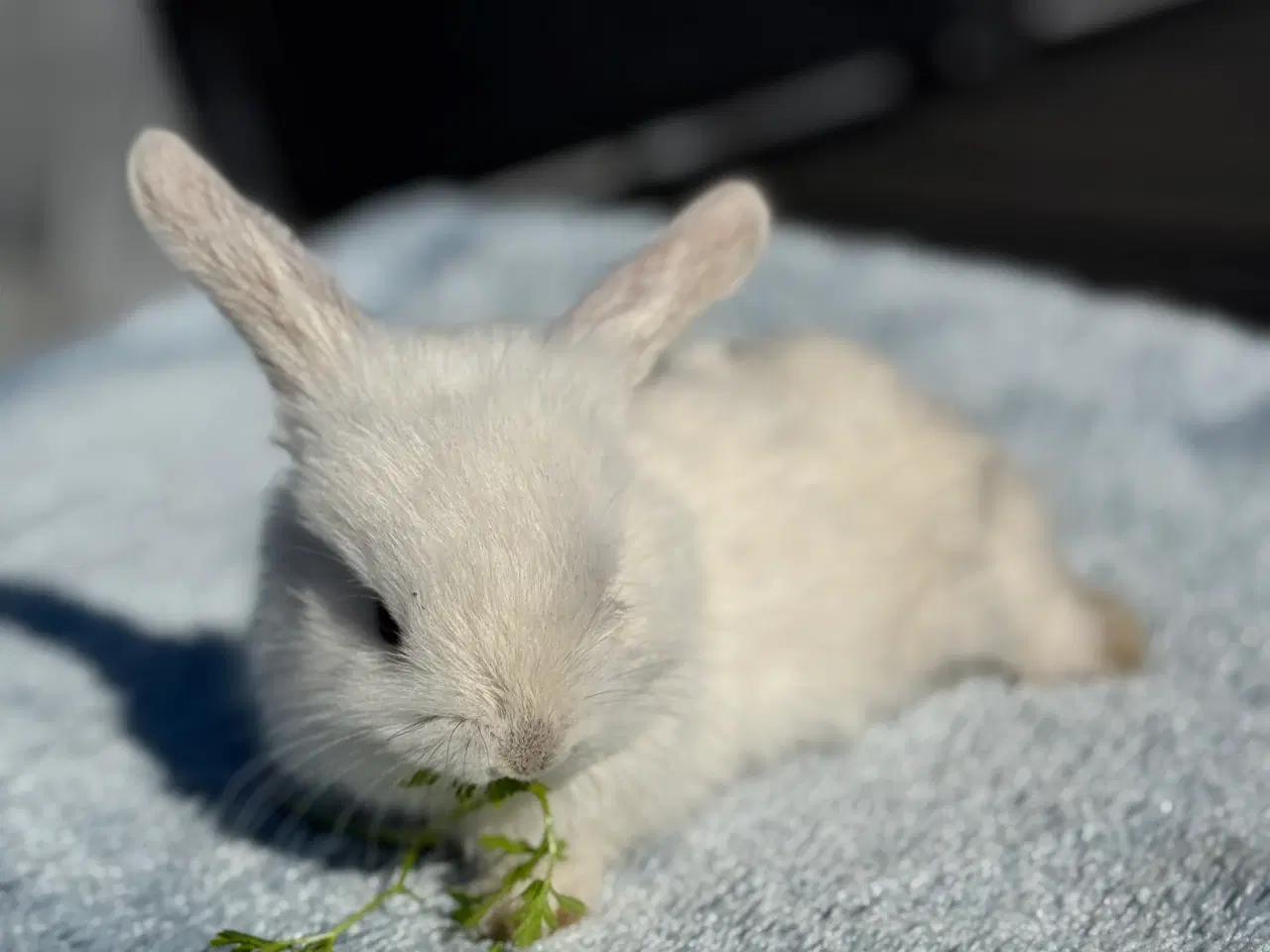 Billede 14 - Mini lop