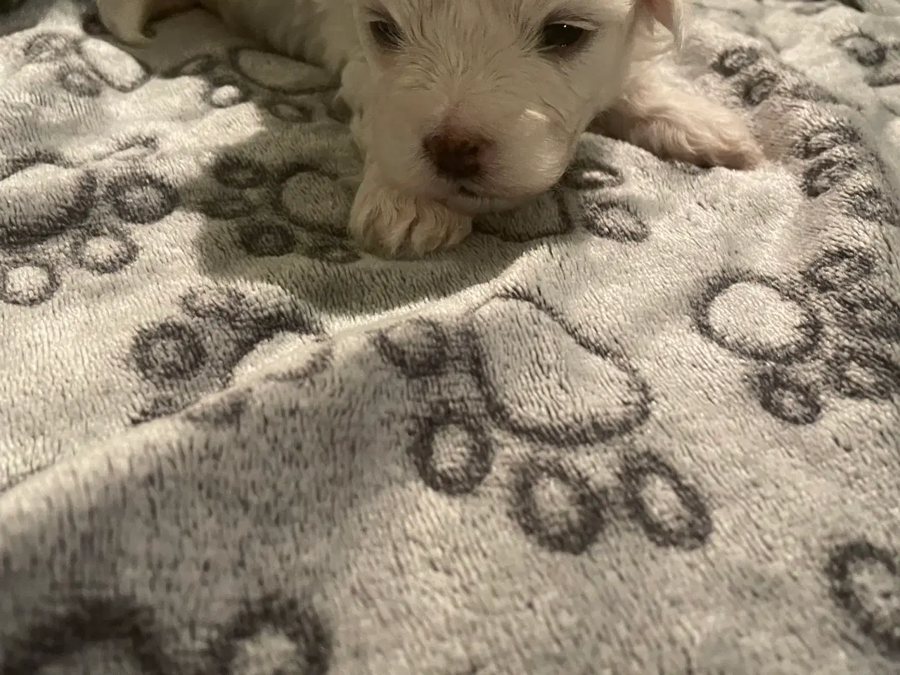 Billede 17 - Malteser hvalpe