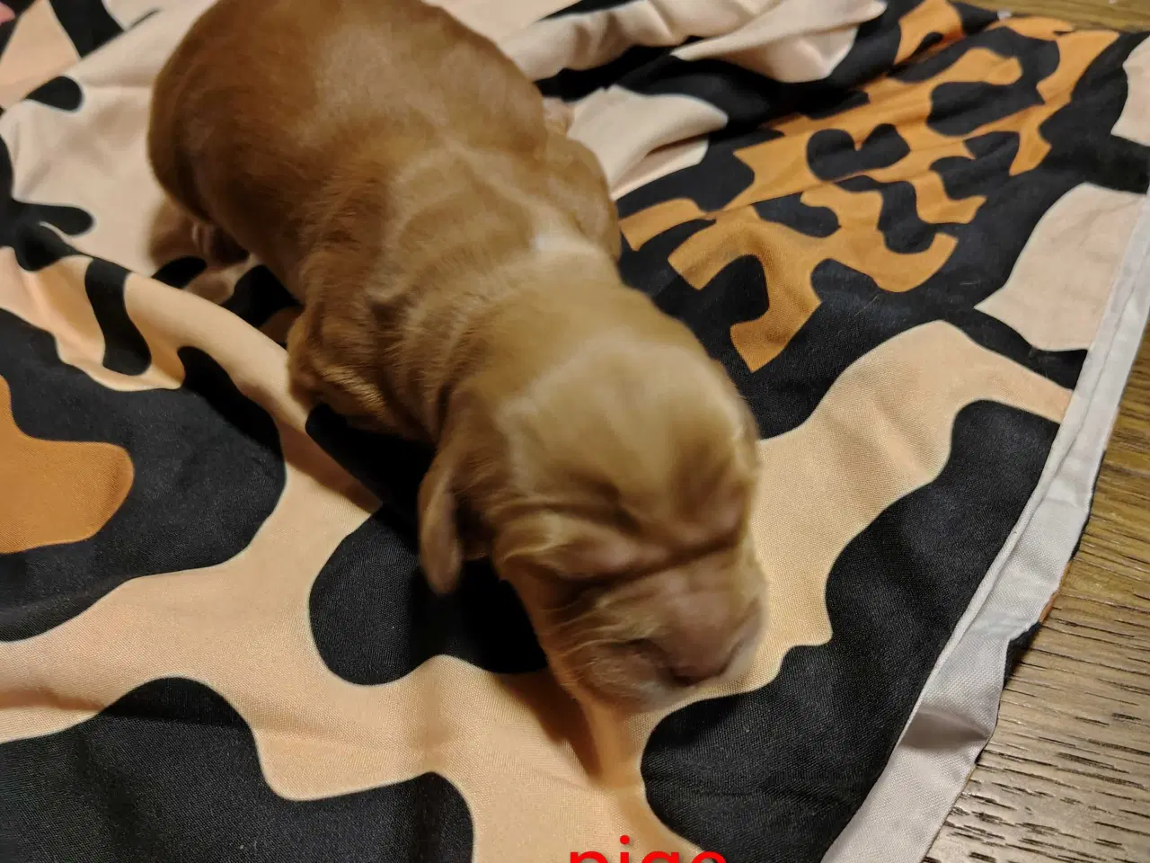 Billede 2 - Cocker Spaniel 