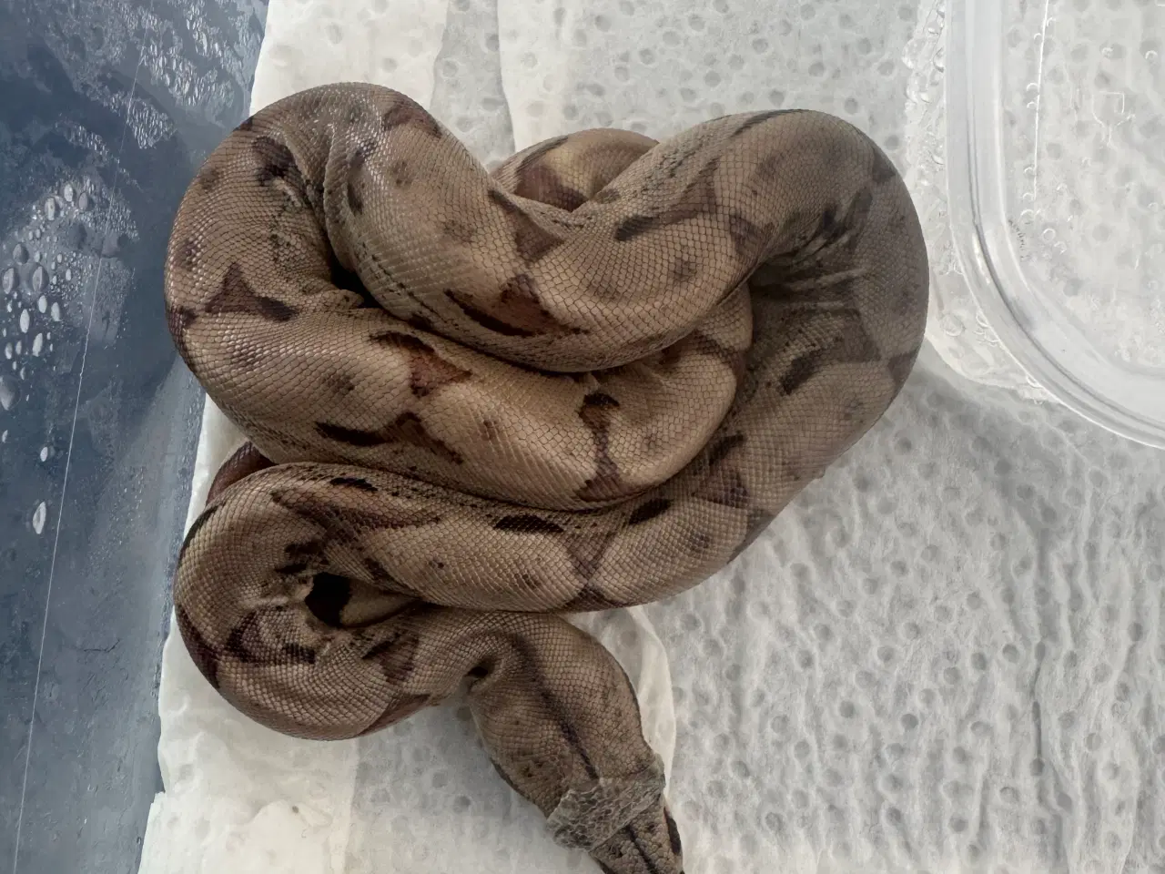 Billede 9 - Boa constrictor 