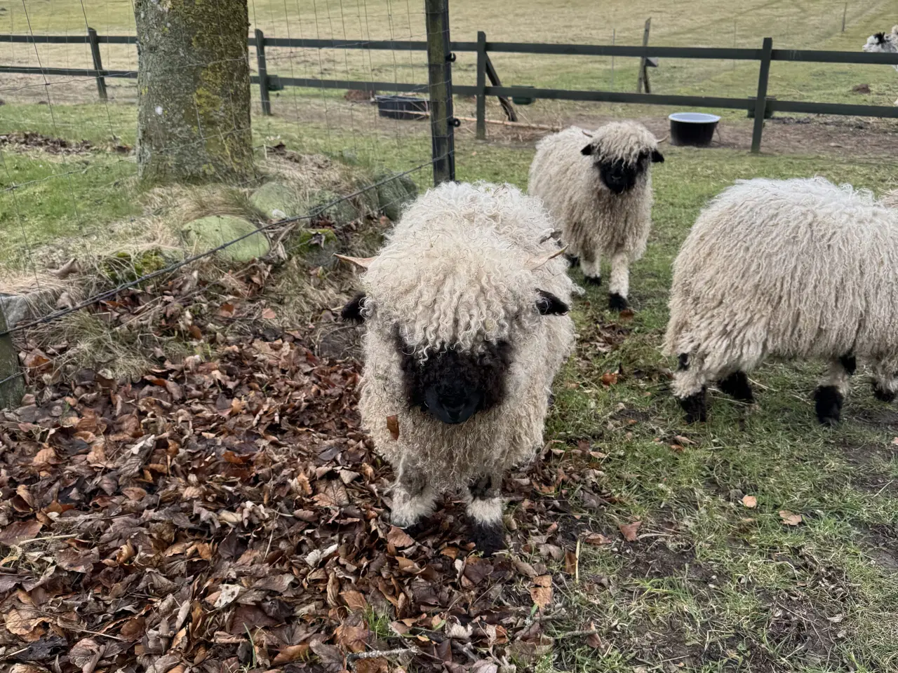 Billede 5 - Valais Blacknose gimmerlam 