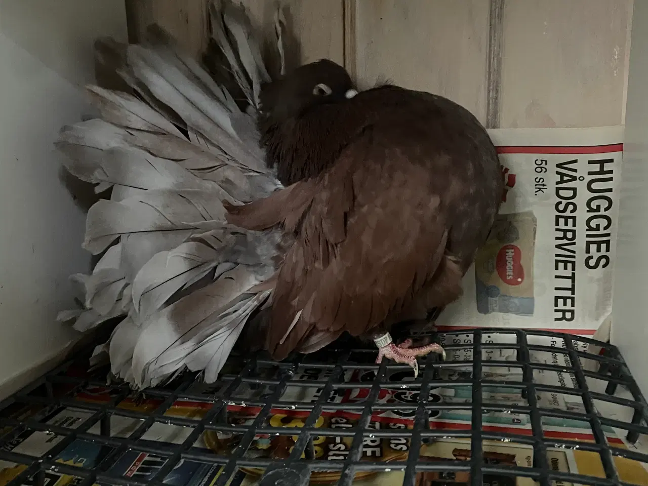 Billede 2 - Duer til salg