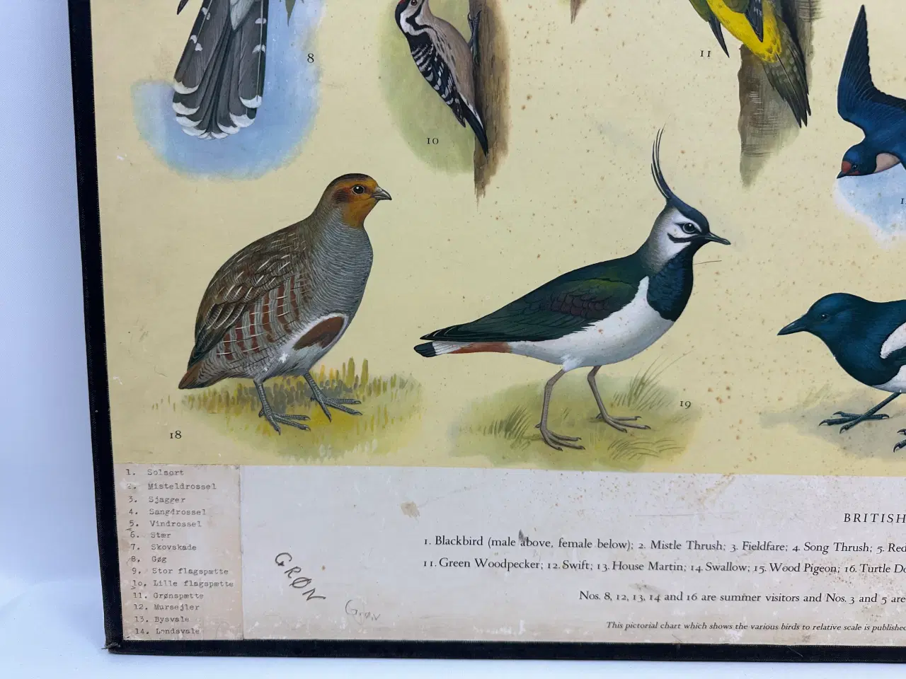 Billede 3 - Vintage skoleplanche (Fugle)
