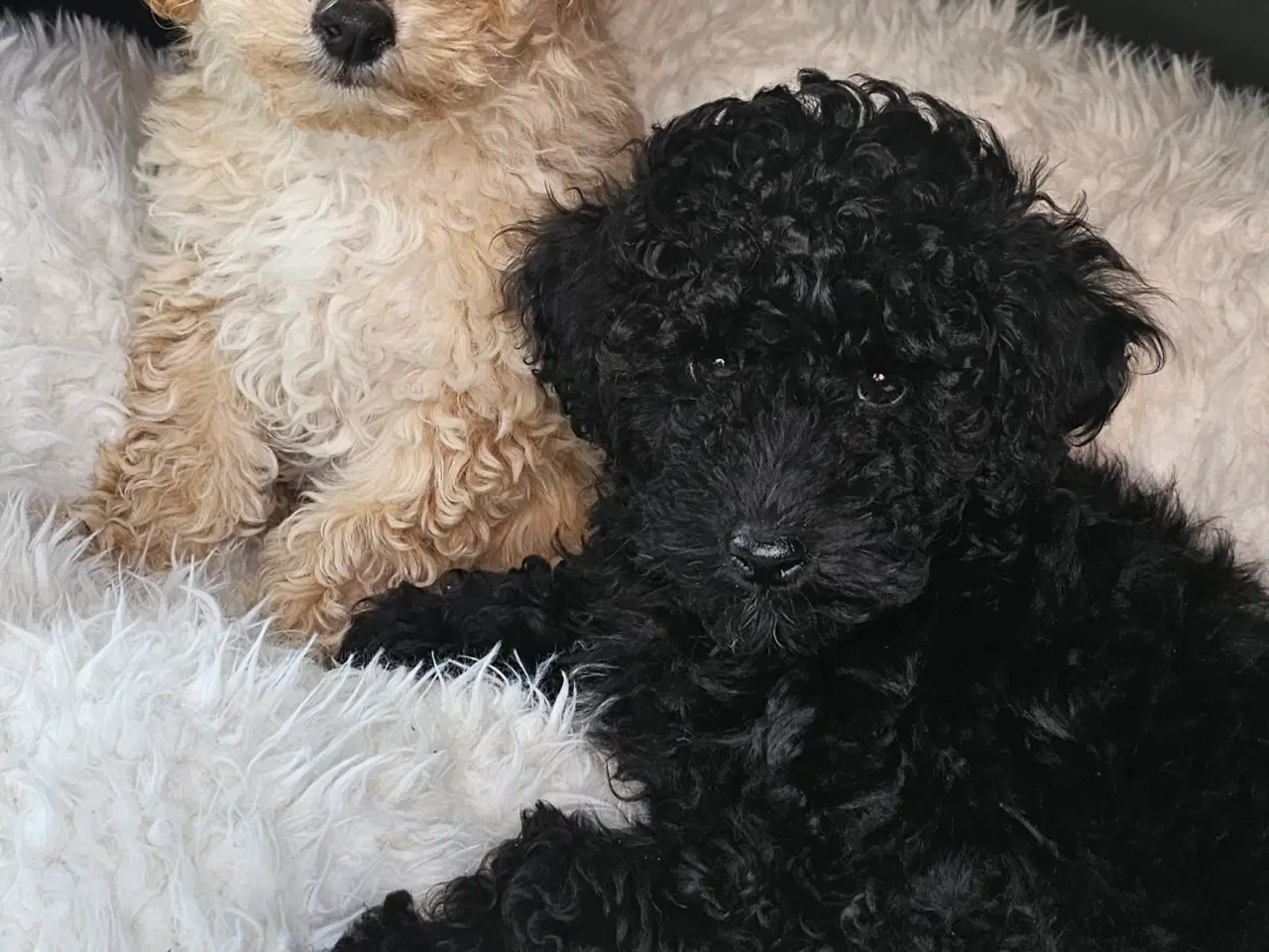 Billede 2 - Dværgpuddel hvalpe - hanner