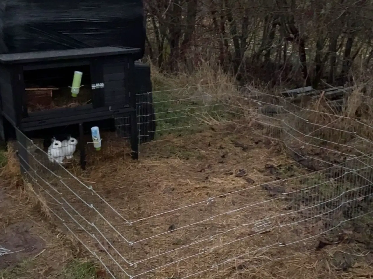 Billede 5 - Lille ozzy 