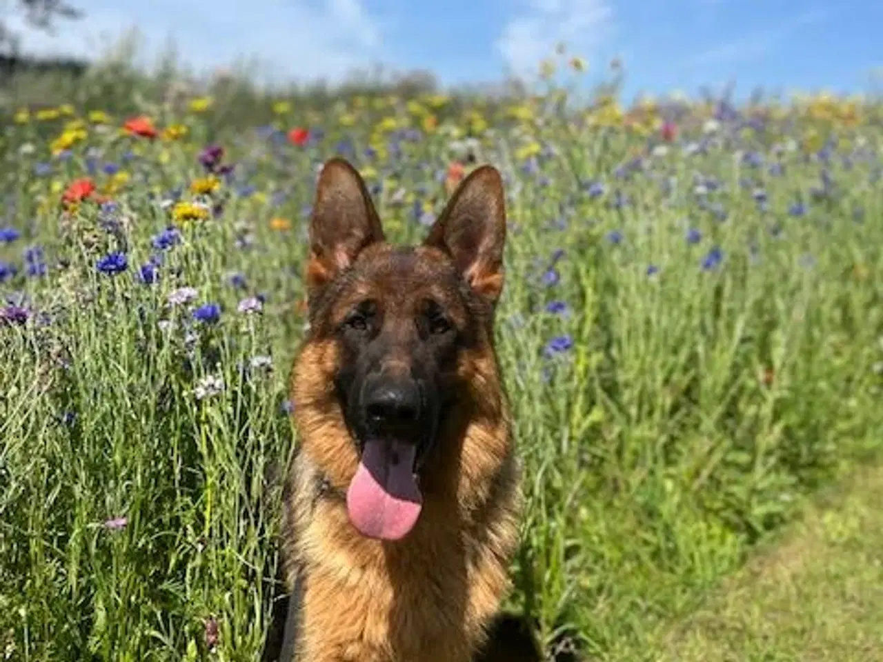 Billede 2 - Schæferhan til træningsmotiveret hundefører