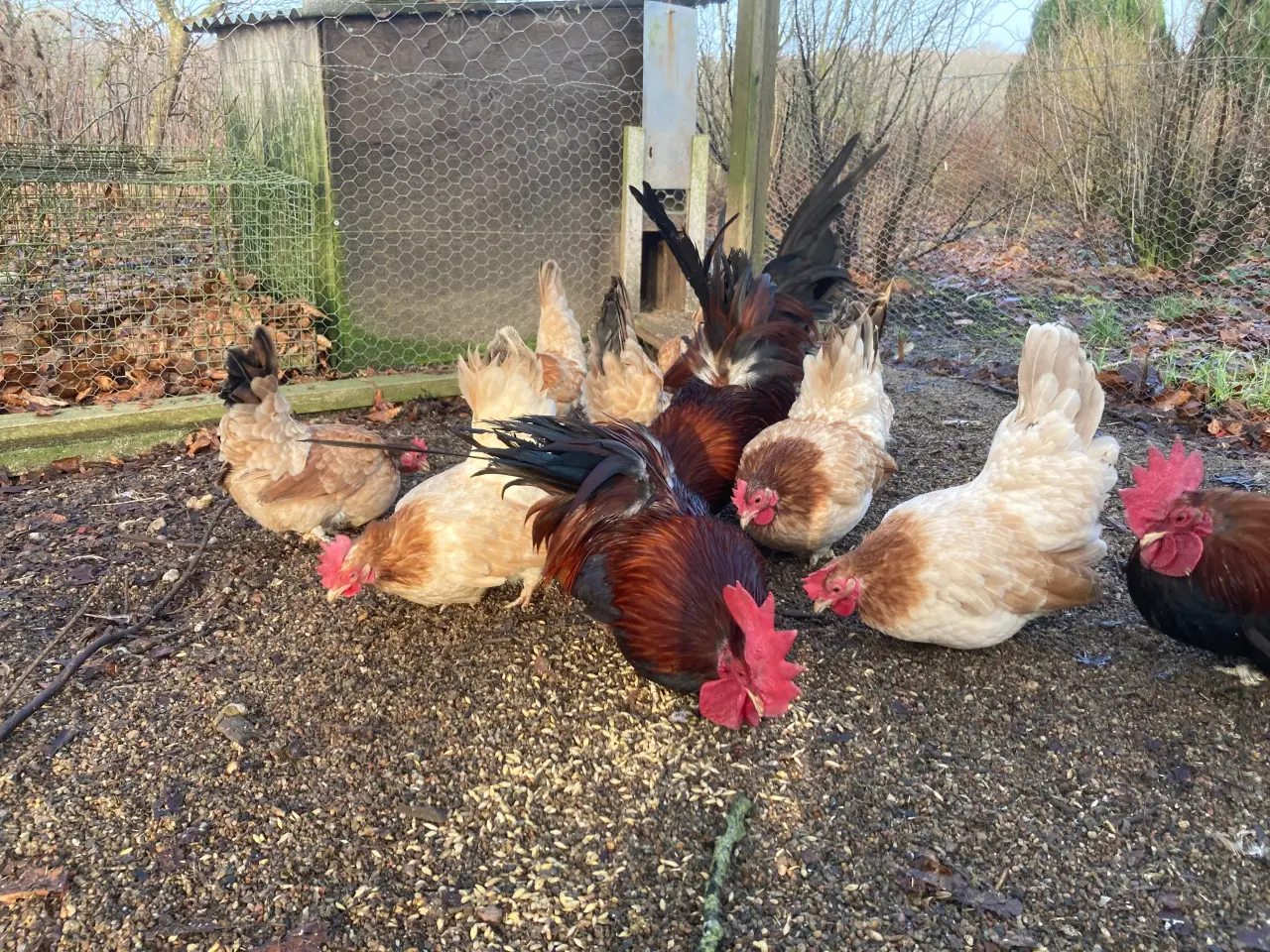 Billede 1 - Chabos dværghøns og luchs duer