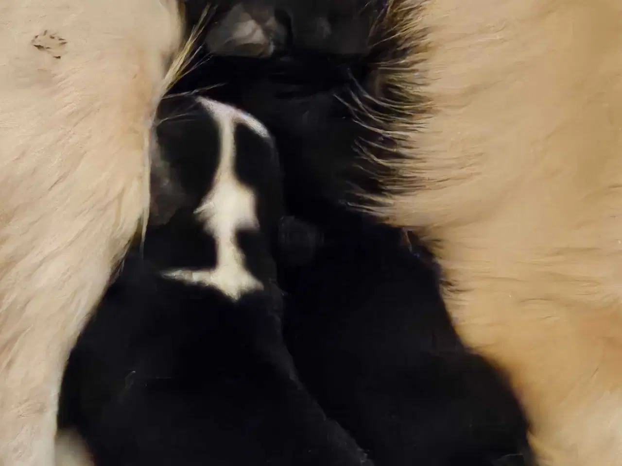 Billede 3 - Chihuahua begge forældre langhåret