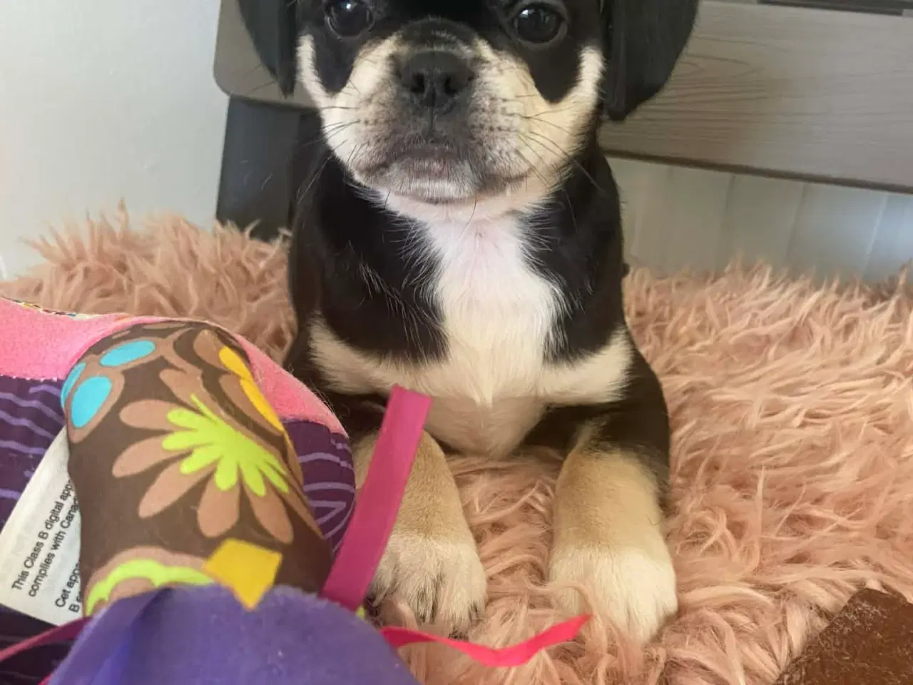Billede 8 - Små søde blandingshvalpe 🐶