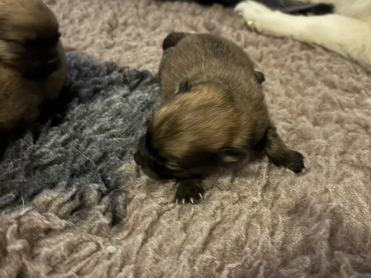 Billede 7 - Pomeranian hvalpe 4 drenge